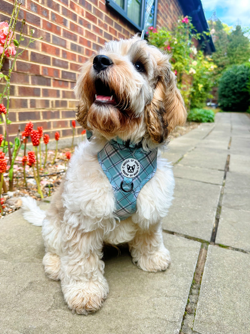 Check dog harness deals
