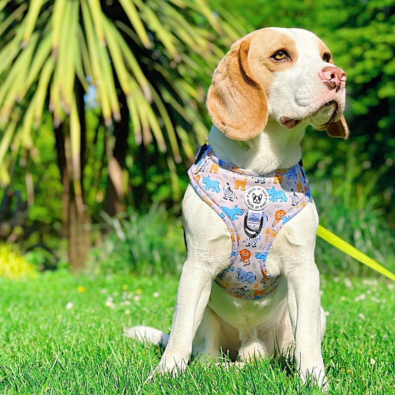 Bundle - Savanna harness, collar, lead, bow tie and waste bag set