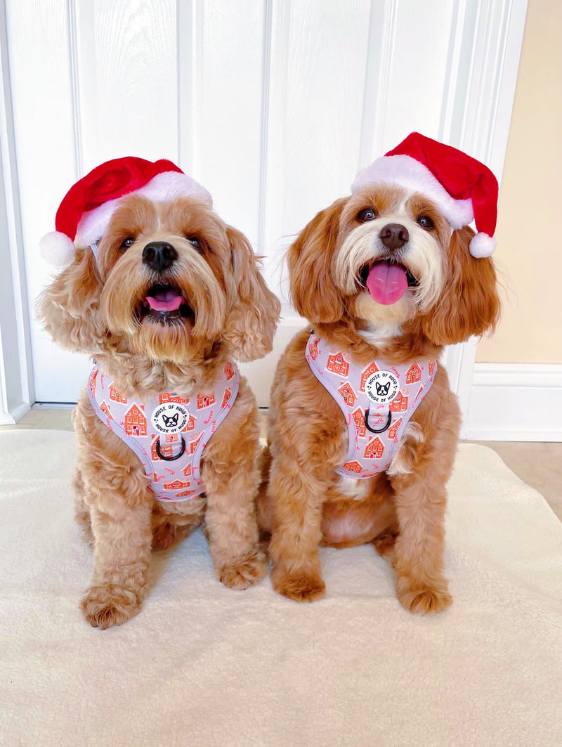 Bundle - Christmas gingerbread Candy Cane harness, lead, bow tie and waste bag set