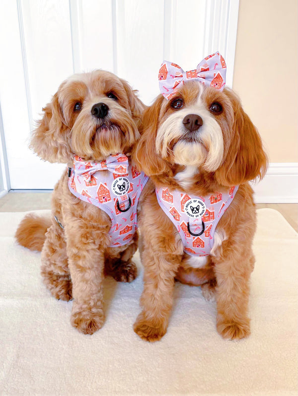 Bundle - Christmas gingerbread Candy Cane harness, lead, bow tie and waste bag set