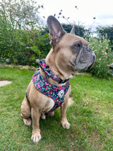 Collar - Candy Floral