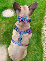 Bundle - Candy Floral harness, collar, waste bag, lead, bow tie set