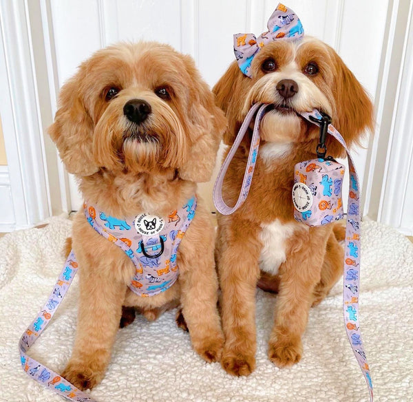 Bundle - Savanna harness, collar & bow tie set