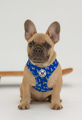 Bundle - Skateboarding dogs harness, collar, waste bag, lead, bow tie set