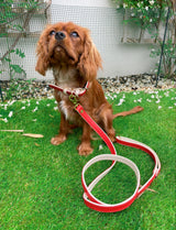 Collar - Poppy Red