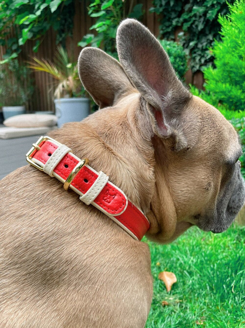 Collar - Poppy Red