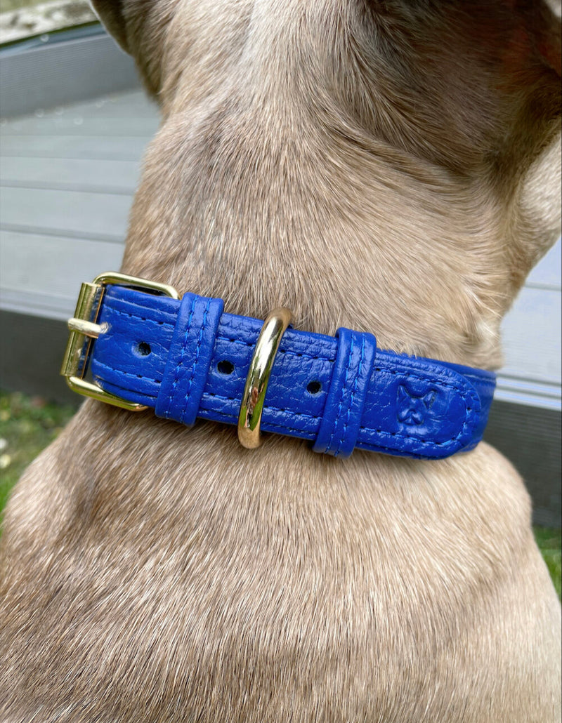 Collar - Bolt Blue