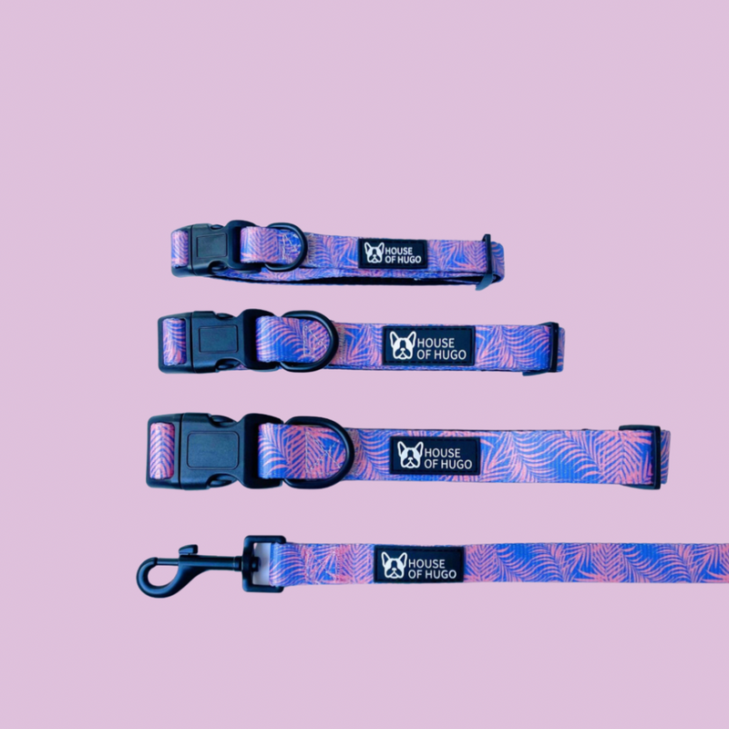 Miami Collar & Lead Set